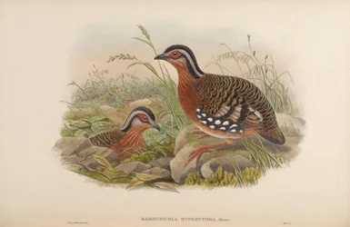 Bambusicola hyperythra = Hiperidra de Arborophila